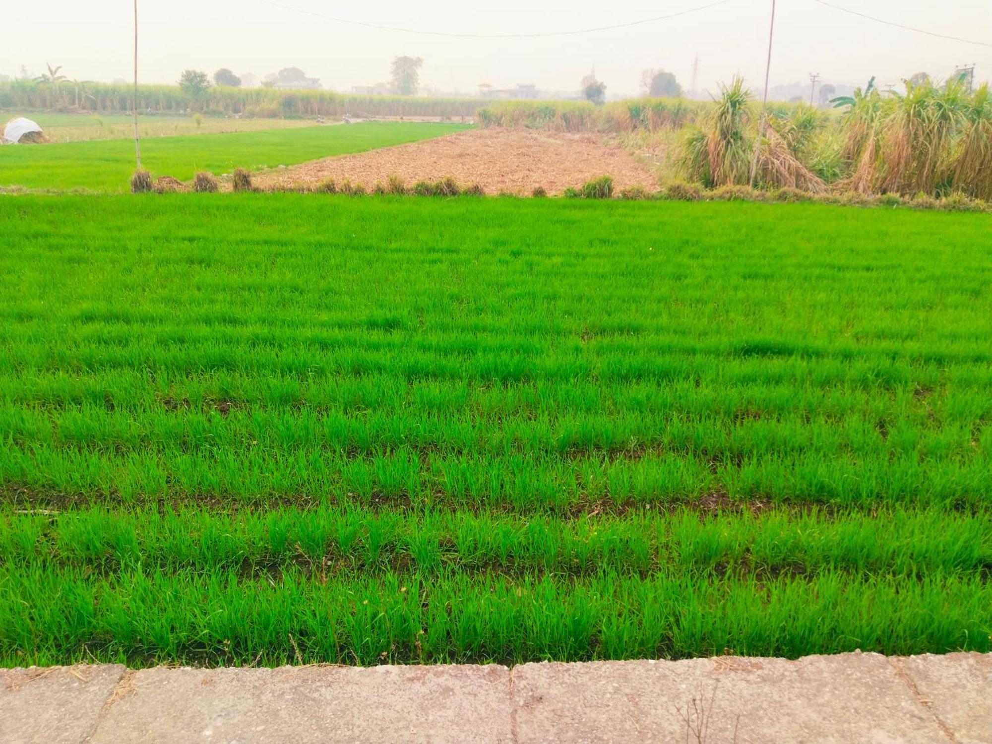 Airport Luxury Nature Homestay- Near Jolly Grant Airport Dehradun Doiwala Exterior photo